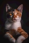 猫咪