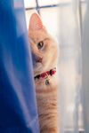 猫咪