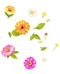 菊花 非洲菊