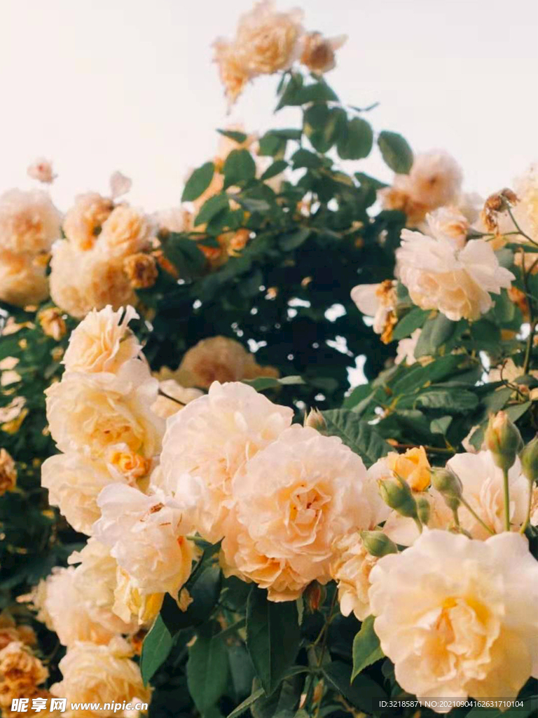 山茶花图片  