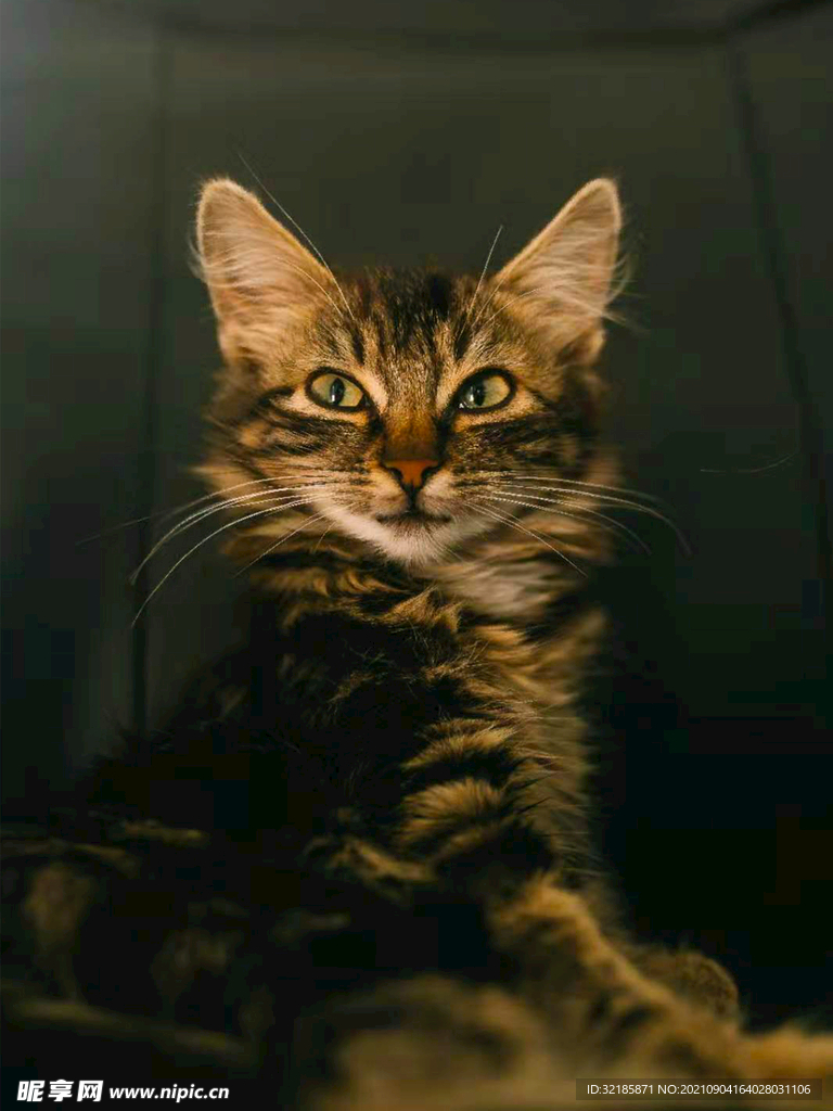 猫图片
