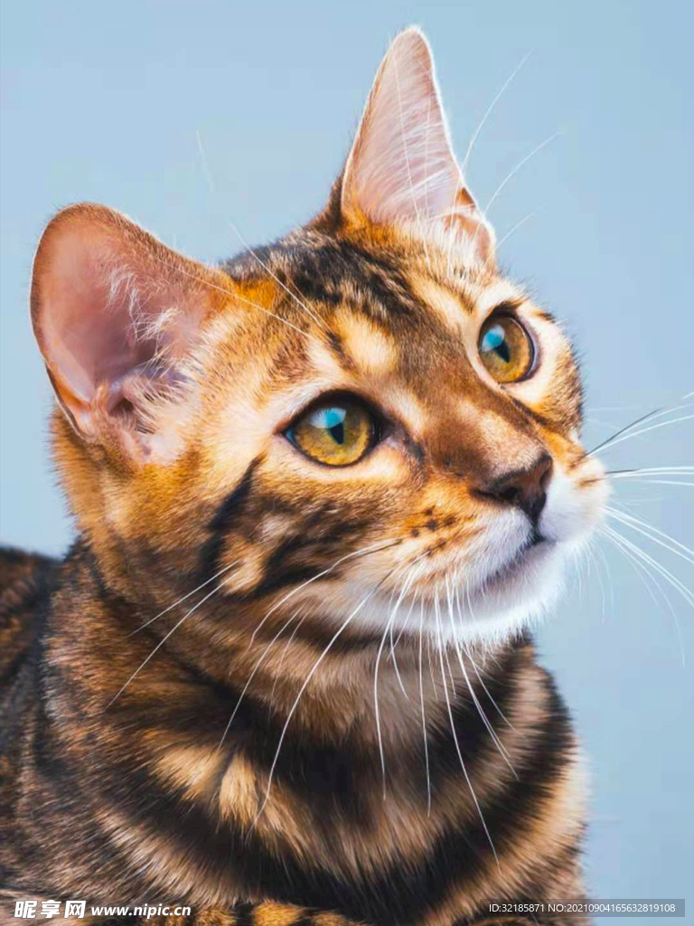 猫图片