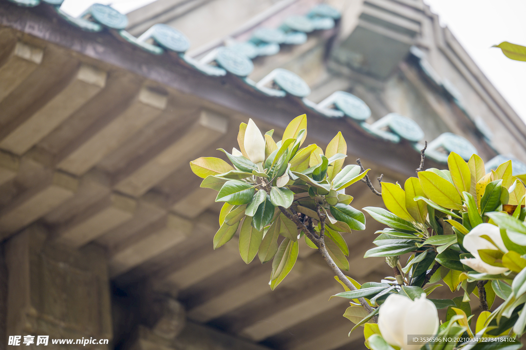 武汉大学白玉兰 