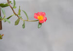 石榴花