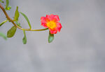 绚丽的小花