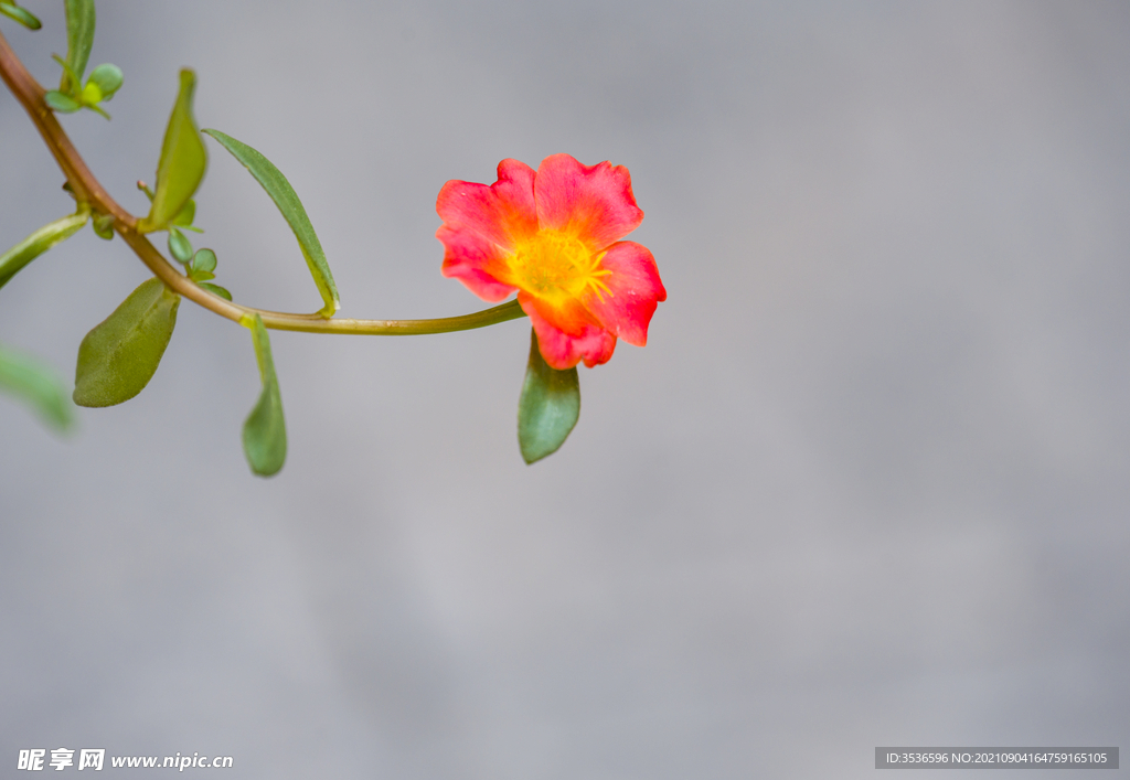 绚丽的小花