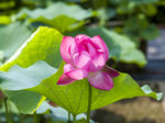 夏日荷花