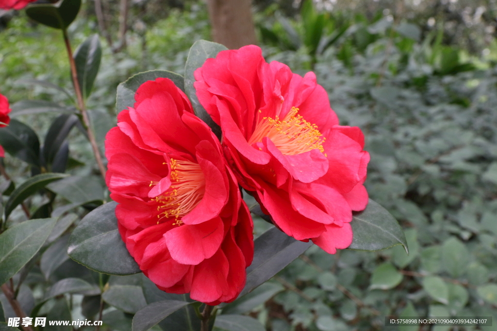 两朵茶花