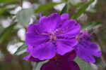 艳紫野牡丹