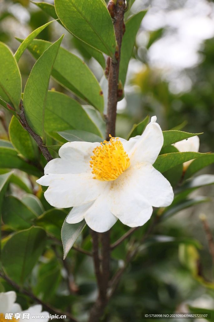 白色茶花特写