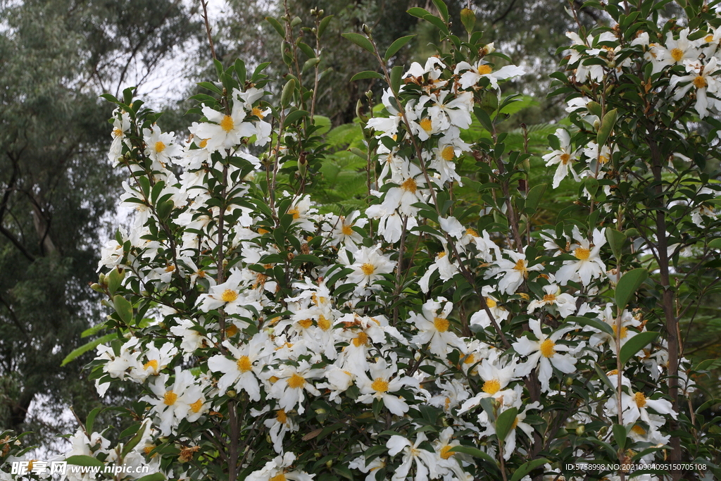 茶花背景