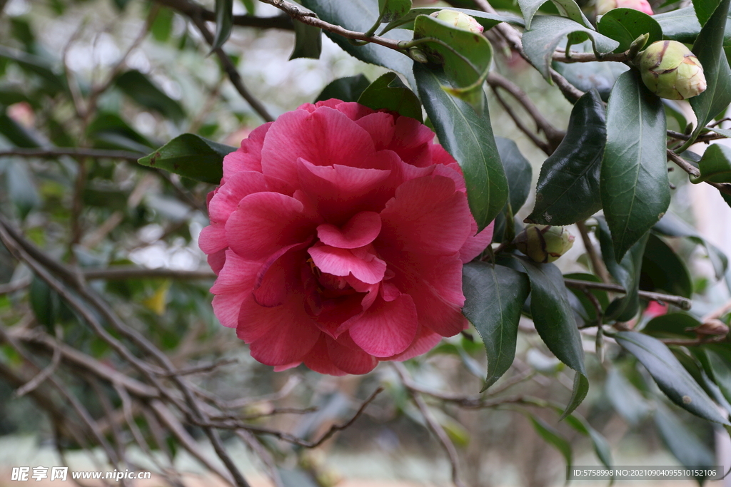 山茶花开