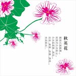秋英花