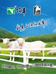 顶羊海报