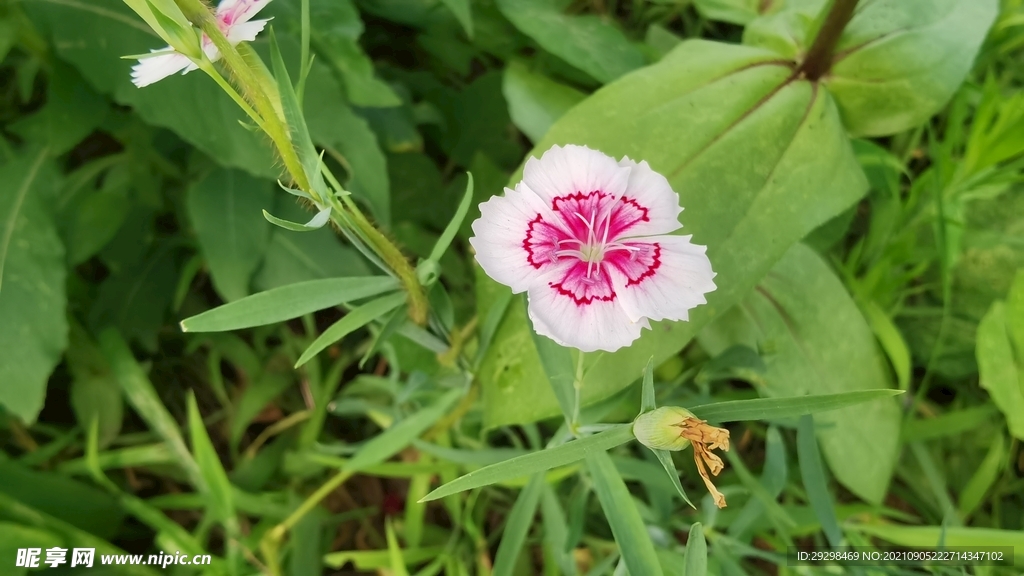 石竹花