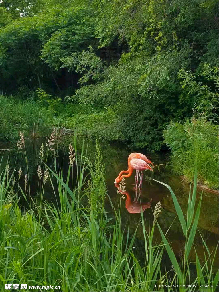 鸟图片