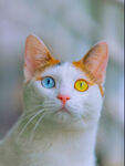 猫图片