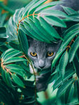 猫图片