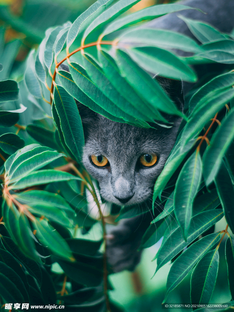 猫图片