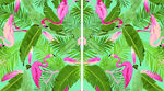 热带树 花 草 