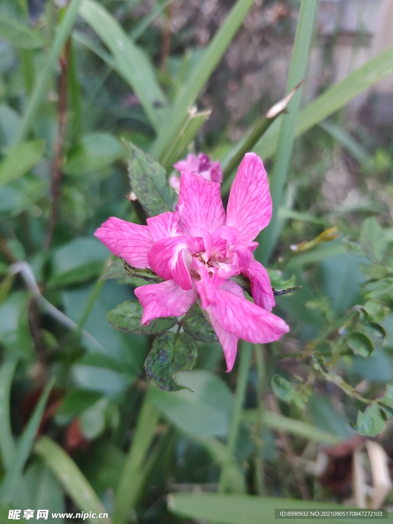 月季花
