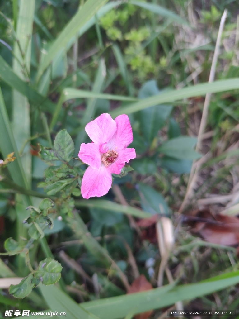 月季花