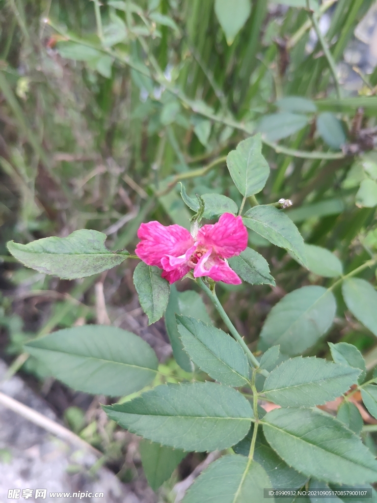 月季花