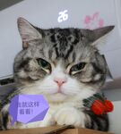 猫的表情包