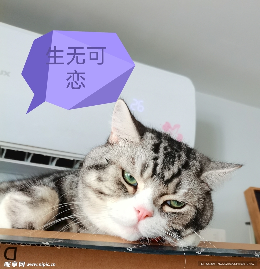 猫的表情包