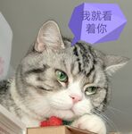 猫的表情包