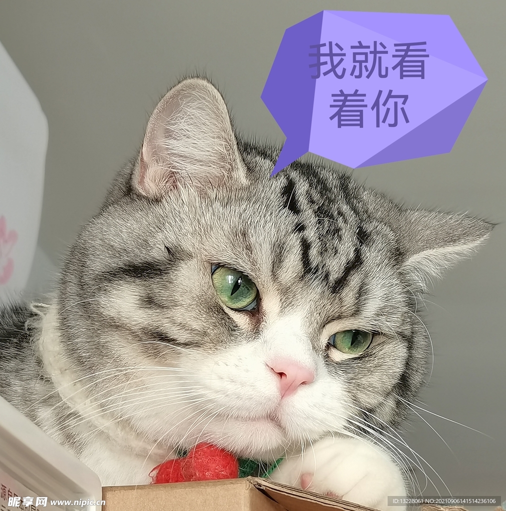 猫的表情包