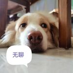 无聊的狗狗