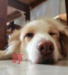 狗的表情