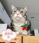 猫咪蓄势待发