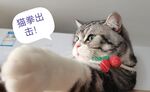 猫拳出击