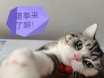 猫拳来了