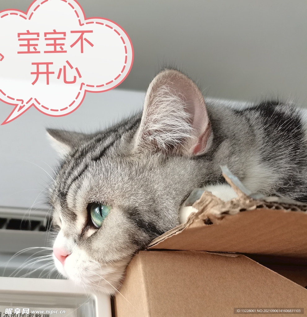 猫咪表情包  