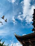 鸽子飞翔