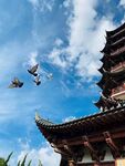 鸽子戏塔