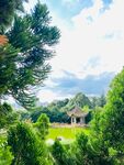 松树 柏树
