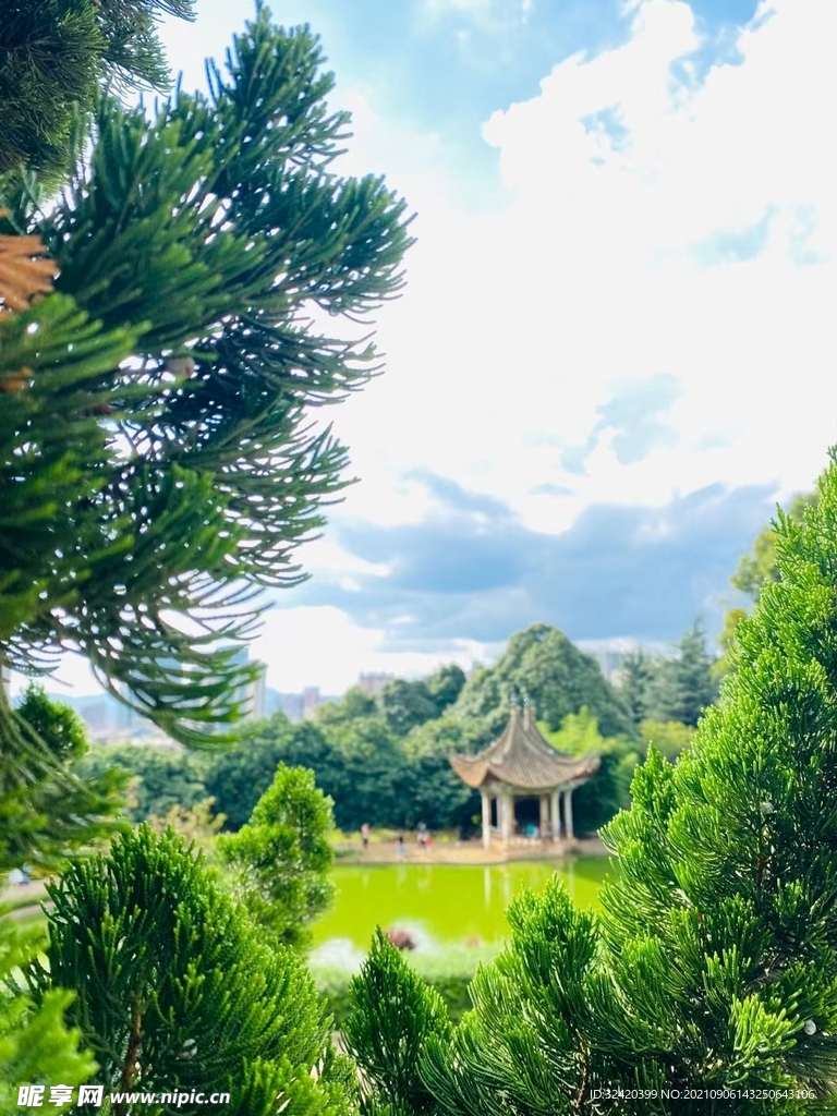 松树 柏树