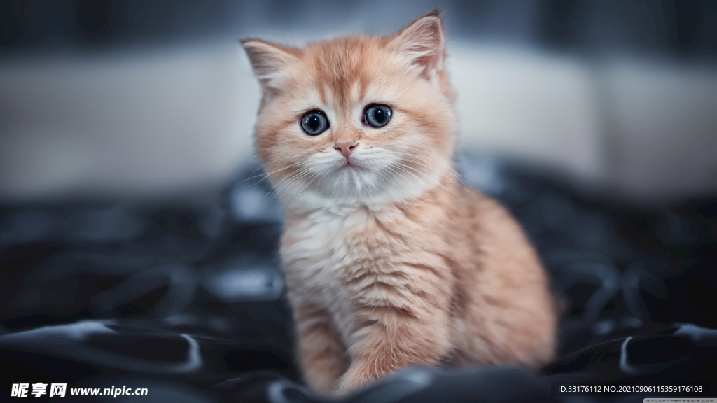 猫喵