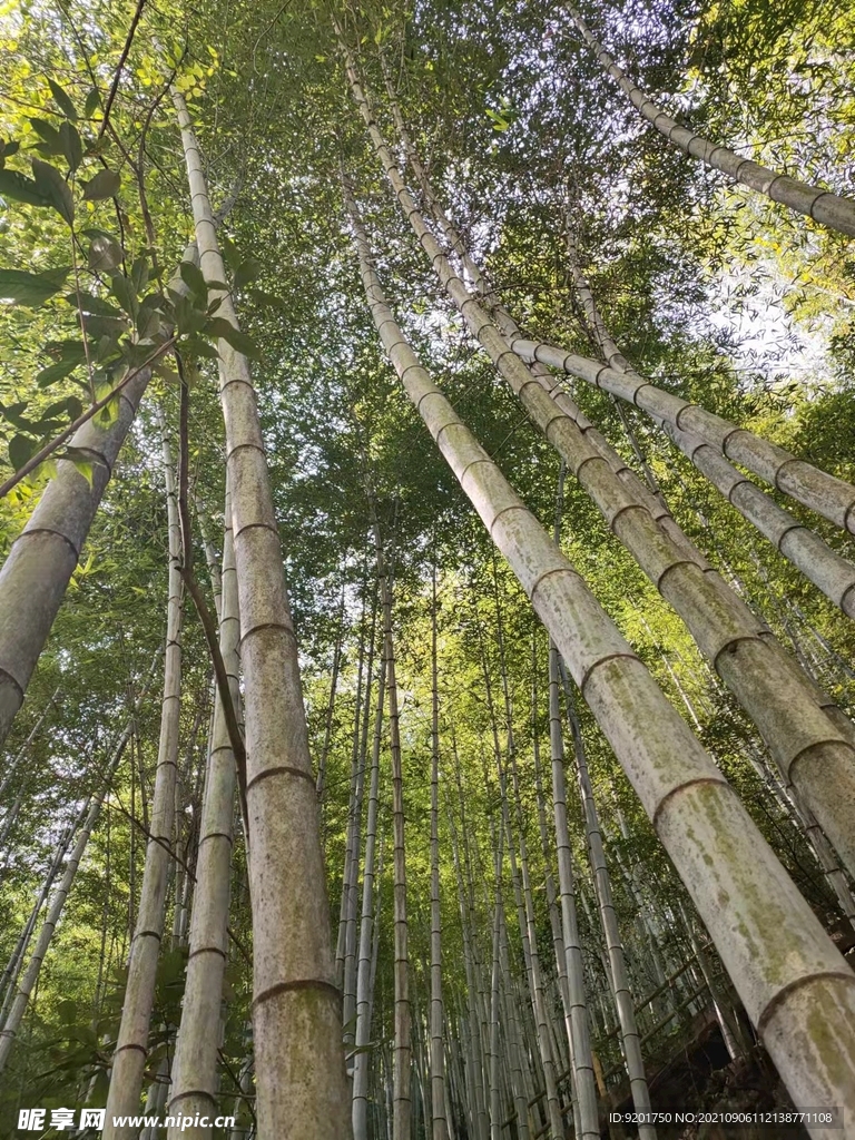 竹子