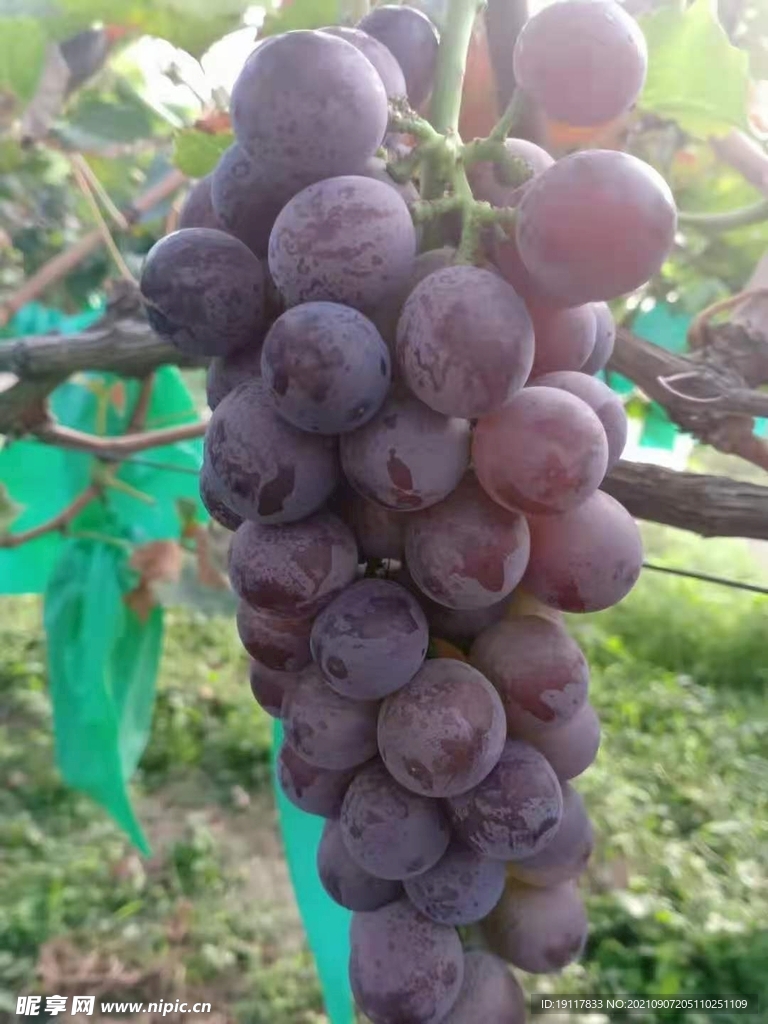 农家小院的葡萄