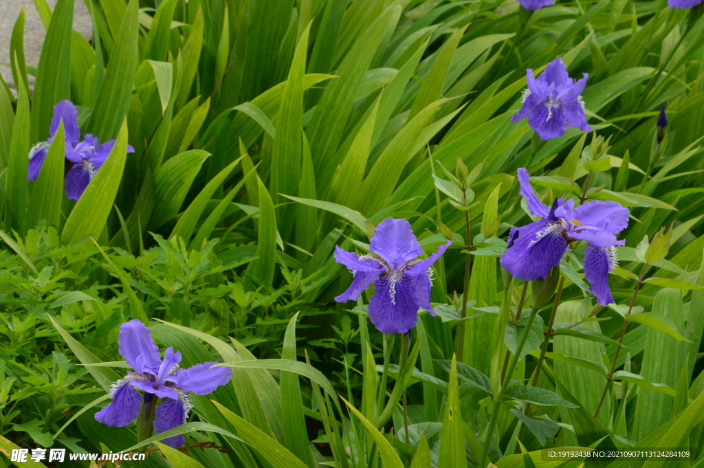 鸢尾花 