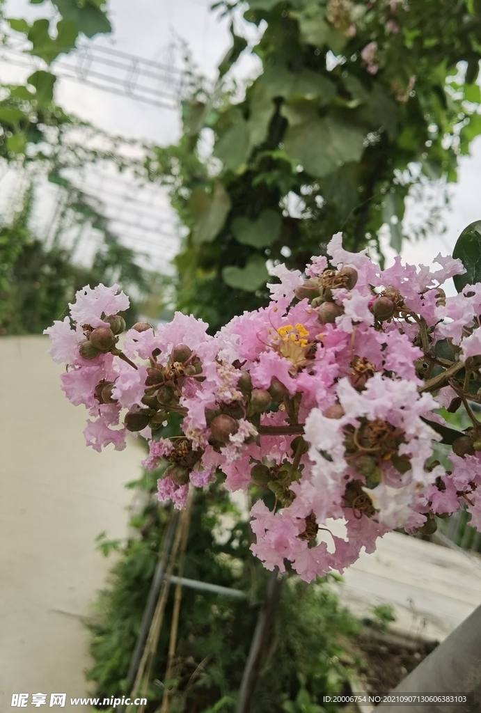 紫荆花