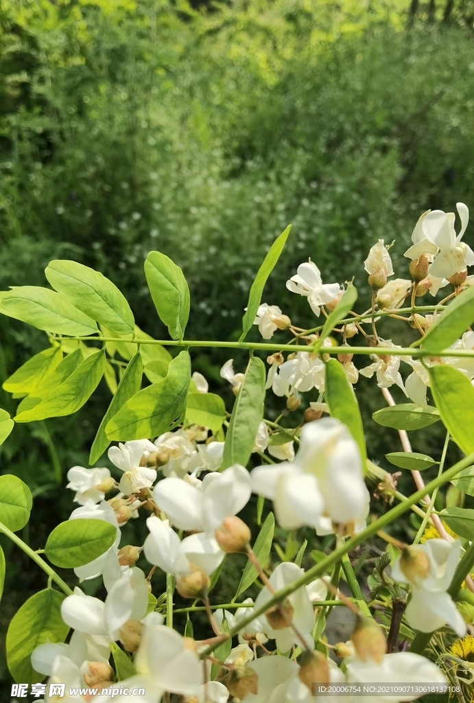 春天的槐花