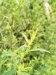 春天的嫩芽绿色好看