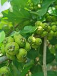 无花果子
