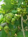 无花果枝头